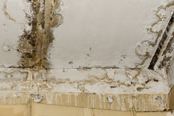 Reliable Eastover, NC Mold Prevention & Removal  Solutions